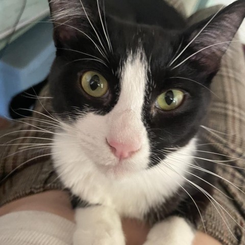 Stanley 1