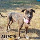AMIGO's profile on Petfinder.com