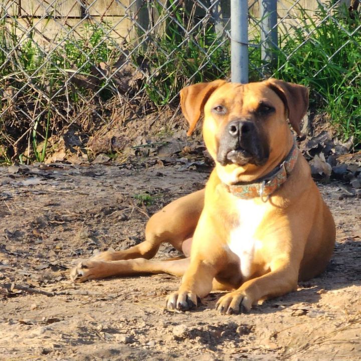 Bonnie, an adoptable Black Mouth Cur Mix in Buffalo, NY_image-1