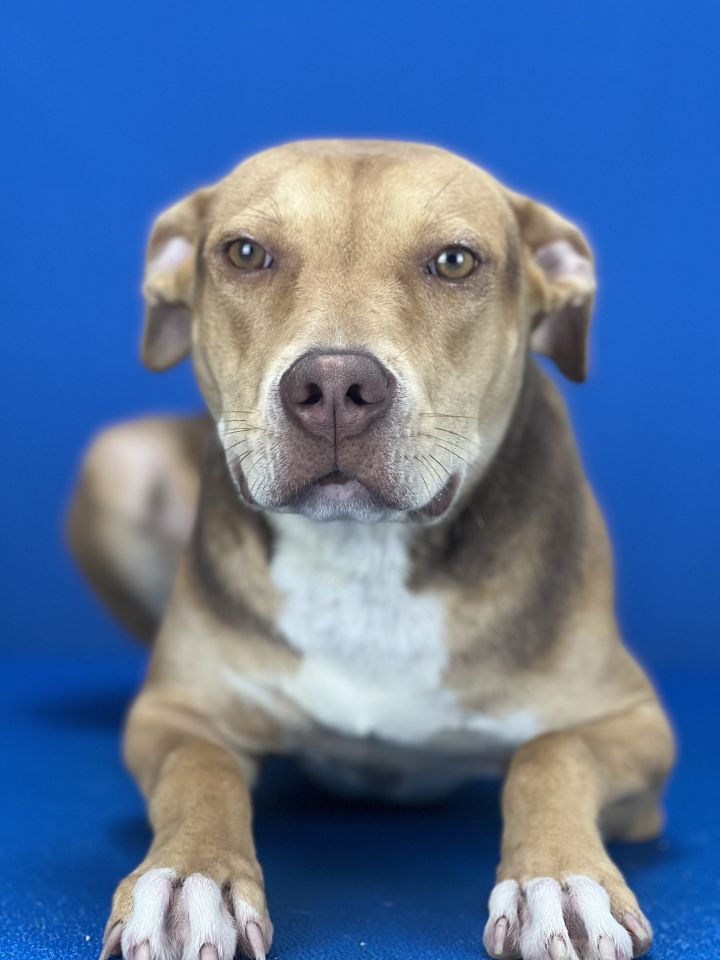 REESE, an adoptable Mixed Breed in Port Allen, LA_image-1