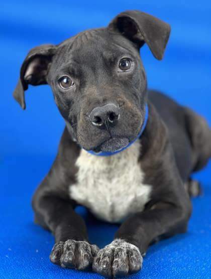 Hugo, an adoptable Pit Bull Terrier Mix in Port Allen, LA_image-1