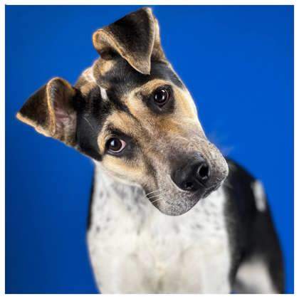 Harleigh, an adoptable Hound & Cattle Dog Mix in Port Allen, LA_image-2