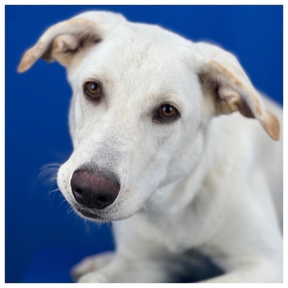 Flynn, an adoptable Mixed Breed in Port Allen, LA_image-1