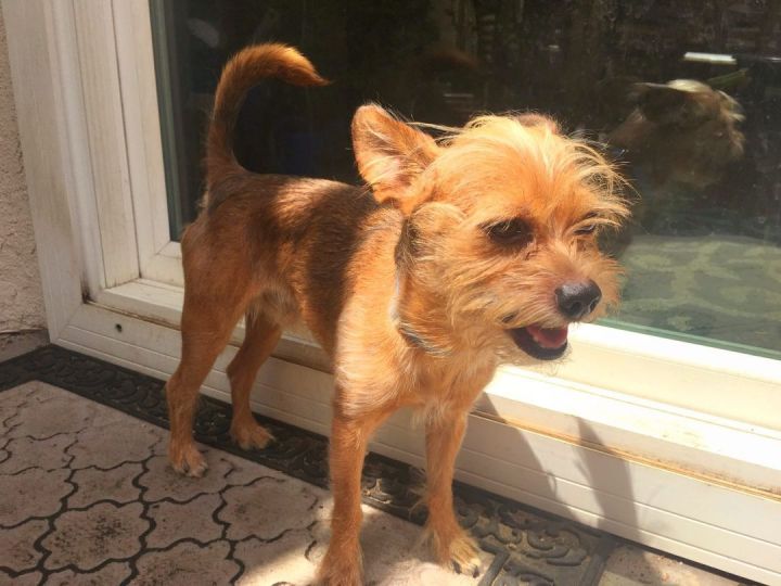Charlie, an adoptable Yorkshire Terrier & Terrier Mix in Newport Beach, CA_image-2