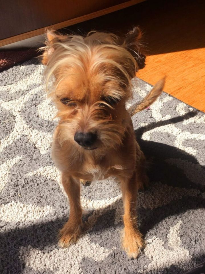 Charlie, an adoptable Yorkshire Terrier & Terrier Mix in Newport Beach, CA_image-3