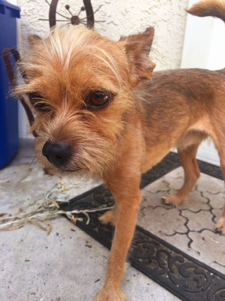 Charlie, an adoptable Yorkshire Terrier & Terrier Mix in Newport Beach, CA_image-4