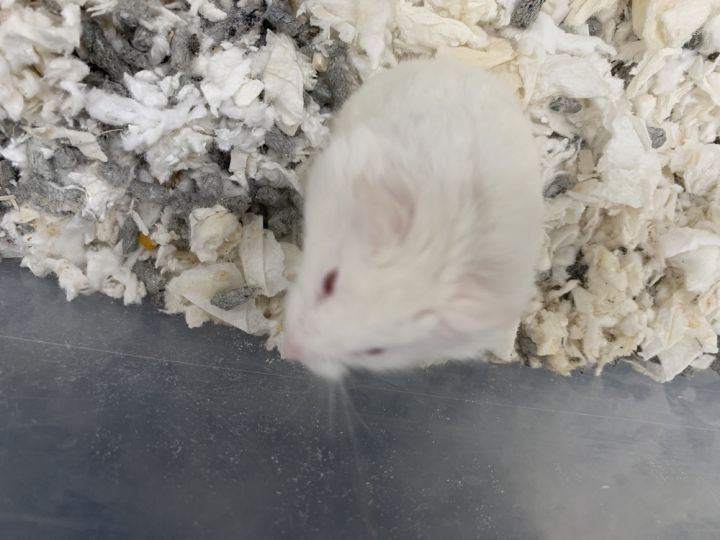 Gustavo, an adoptable Hamster in San Diego, CA_image-1