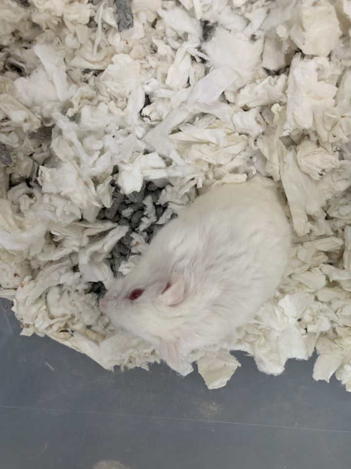 Gustavo, an adoptable Hamster in San Diego, CA_image-2