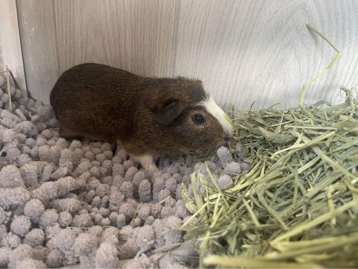 Alvin, an adoptable Guinea Pig in Troy, AL_image-1