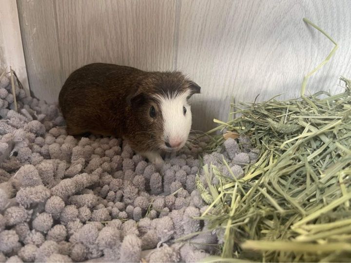 Alvin, an adoptable Guinea Pig in Troy, AL_image-2