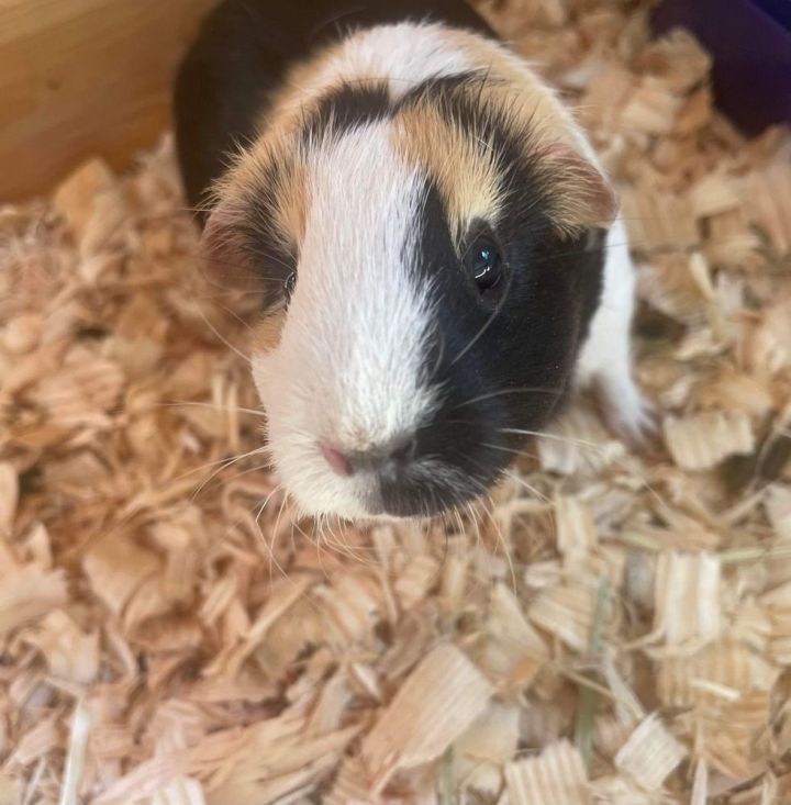 Charlette, an adoptable Guinea Pig in Troy, AL_image-1