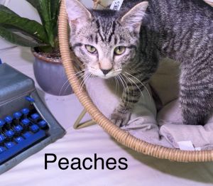 Peaches (Renegade Claws)