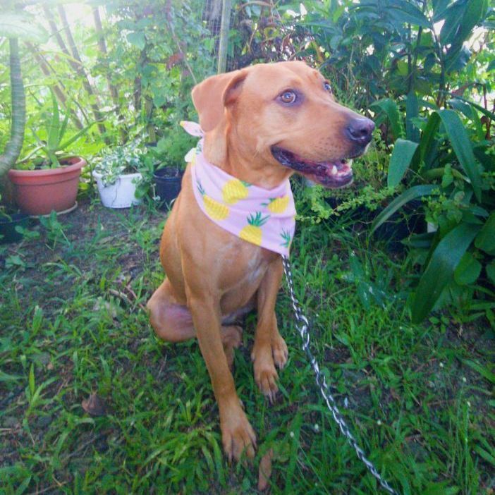 Dulce, an adoptable Labrador Retriever Mix in Naranjito, PR_image-6