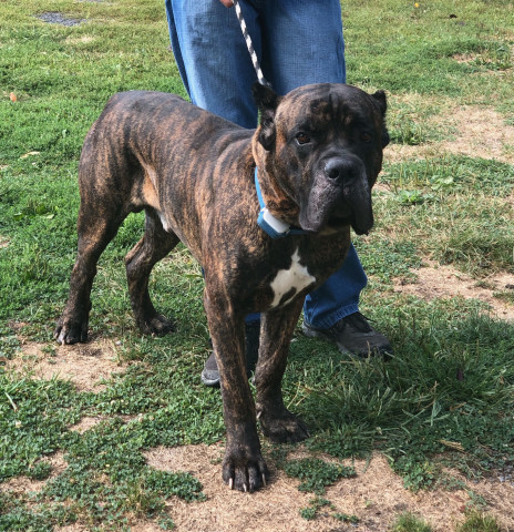 is a cane corso a bull mastiff