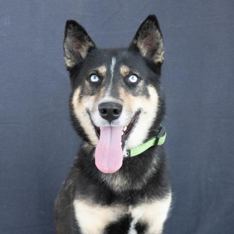 SHELBY, an adoptable Husky Mix in Point Richmond, CA_image-2