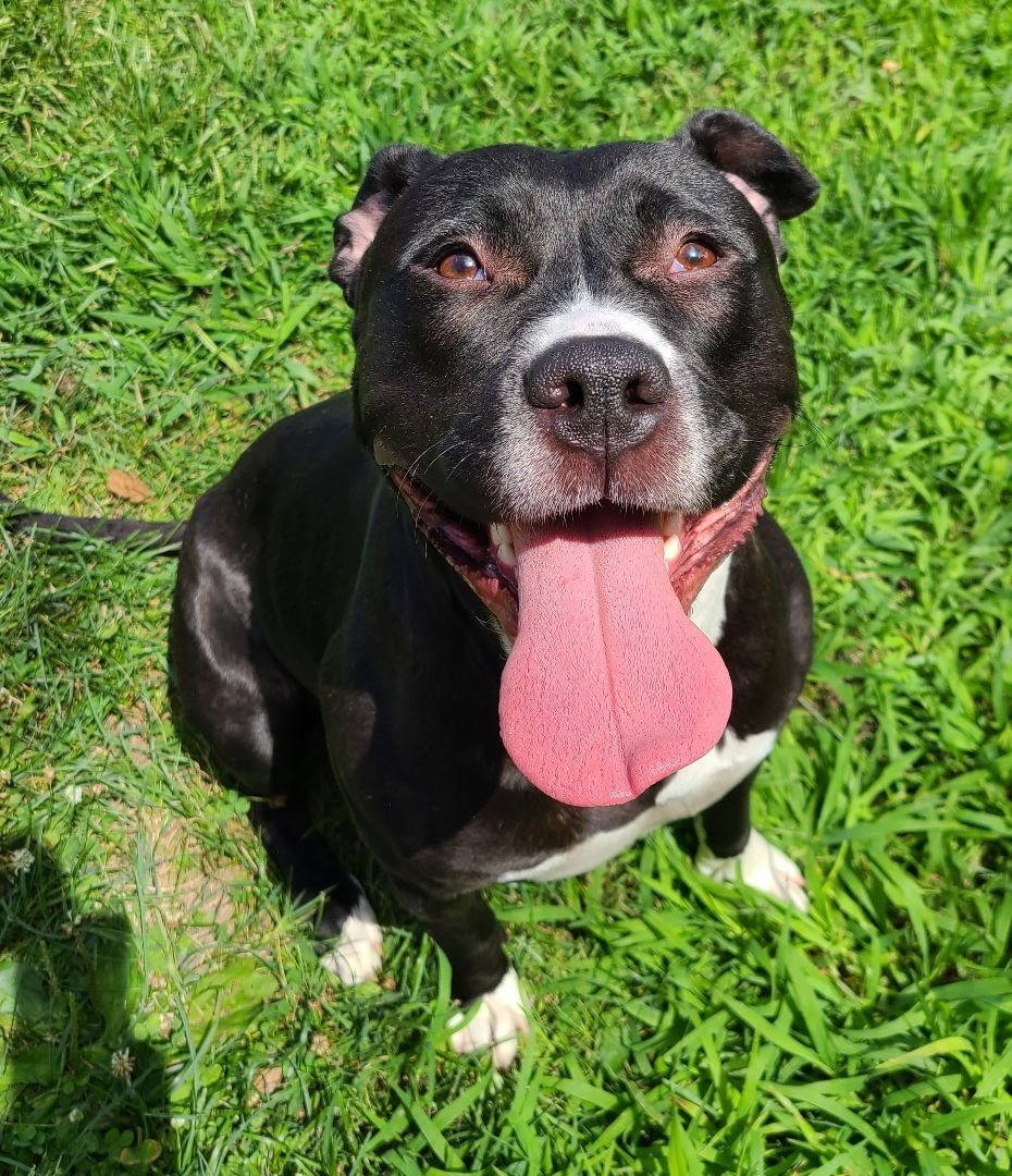 Dog for adoption - Virginia, a Pit Bull Terrier Mix in Newburgh, NY ...