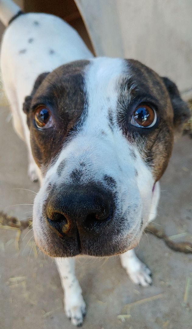 Bethie , an adoptable Australian Cattle Dog / Blue Heeler, Pit Bull Terrier in Lubbock, TX, 79423 | Photo Image 1