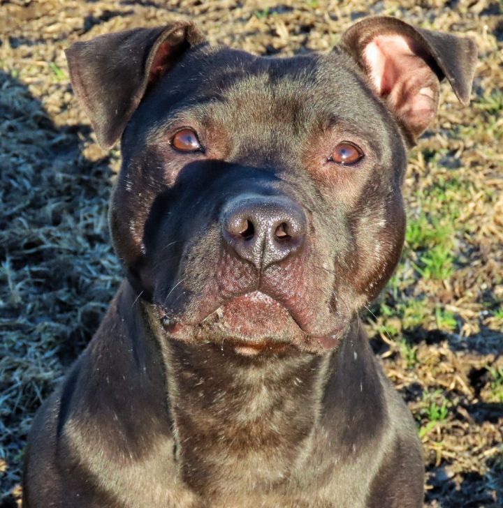 22-430 Magic, an adoptable Pit Bull Terrier in Amityville, NY_image-1