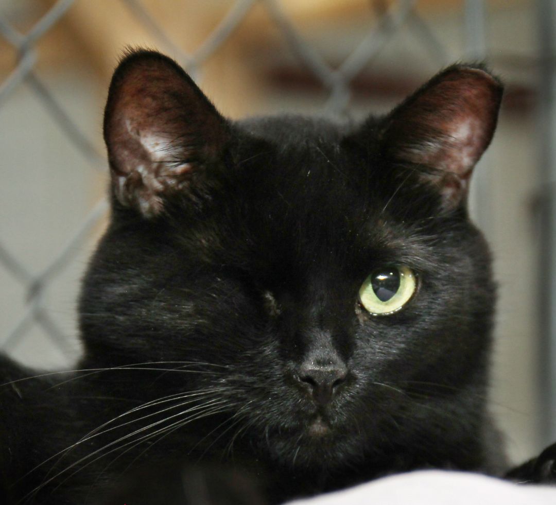 Jill, an adoptable Domestic Short Hair in Harrisville, UT, 84404 | Photo Image 1