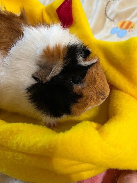 Dolly and Maribel , an adoptable Guinea Pig in Lake Stevens, WA_image-1