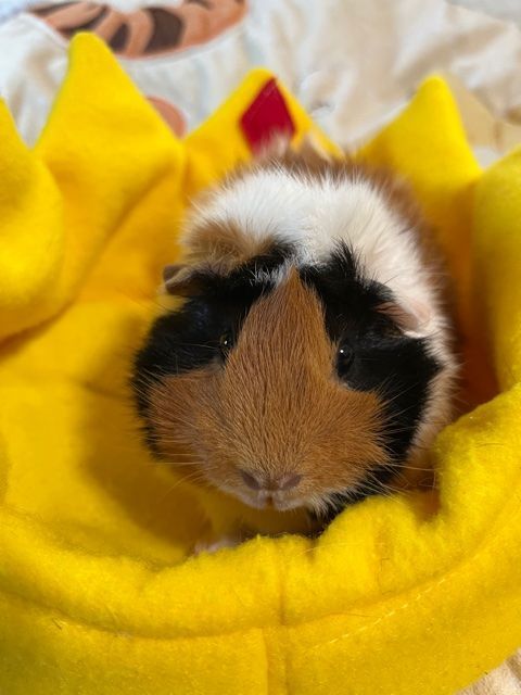 Dolly and Maribel , an adoptable Guinea Pig in Lake Stevens, WA_image-2