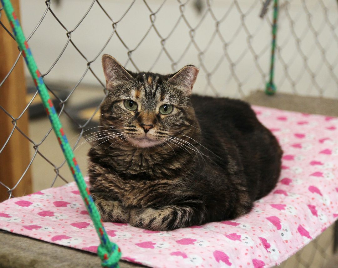 Tanzi, an adoptable Tortoiseshell, Tabby in Harrisville, UT, 84404 | Photo Image 1