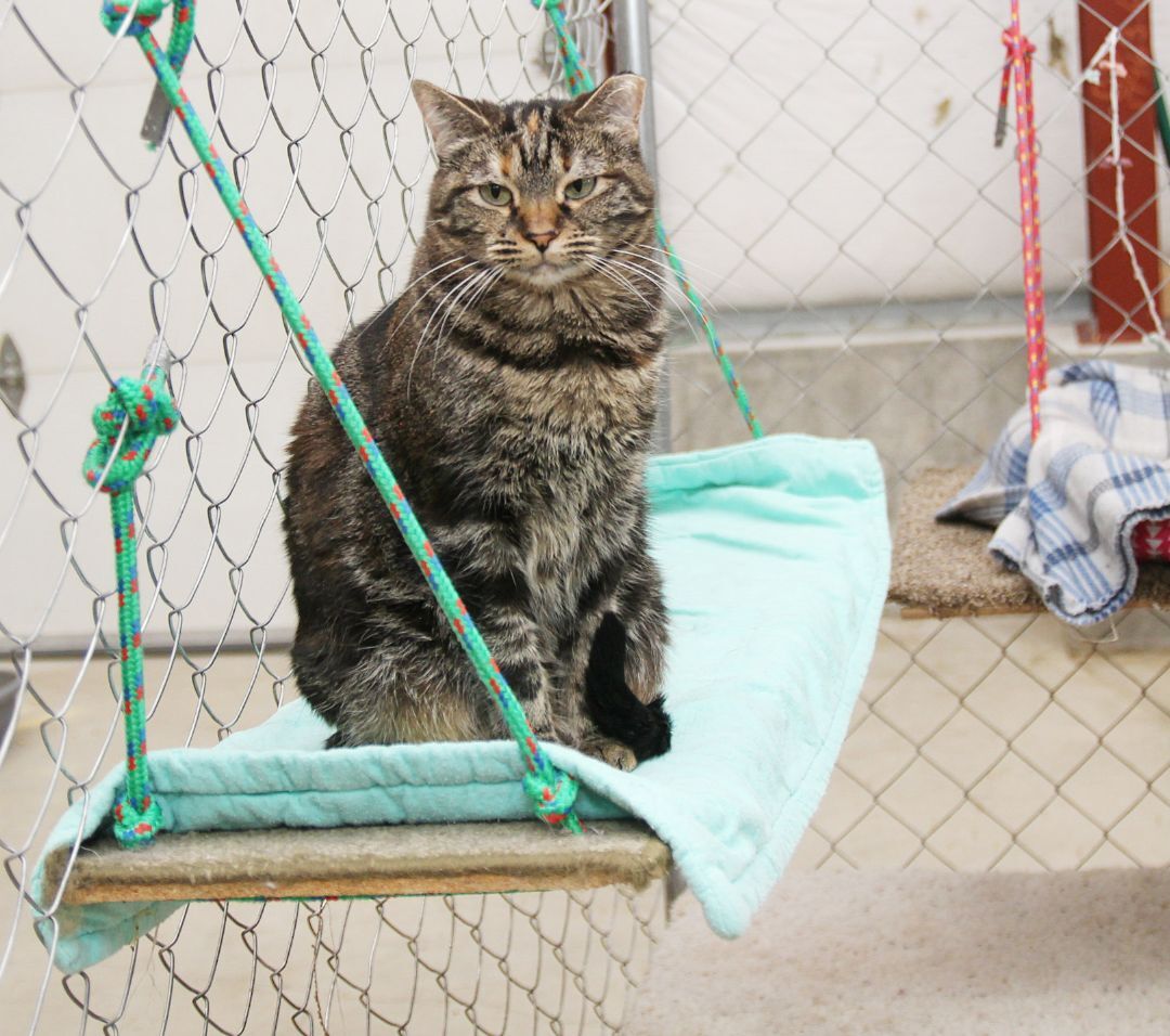 Tanzi, an adoptable Tortoiseshell, Tabby in Harrisville, UT, 84404 | Photo Image 2