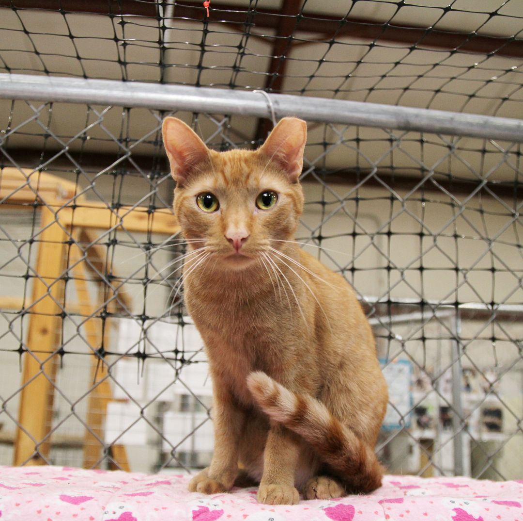 Rusty, an adoptable Tabby in Harrisville, UT, 84404 | Photo Image 1