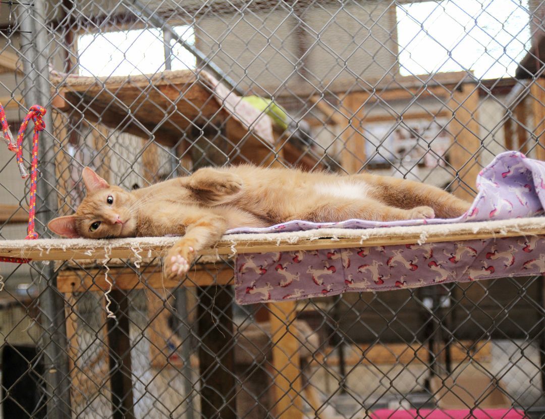 Rusty, an adoptable Tabby in Harrisville, UT, 84404 | Photo Image 2