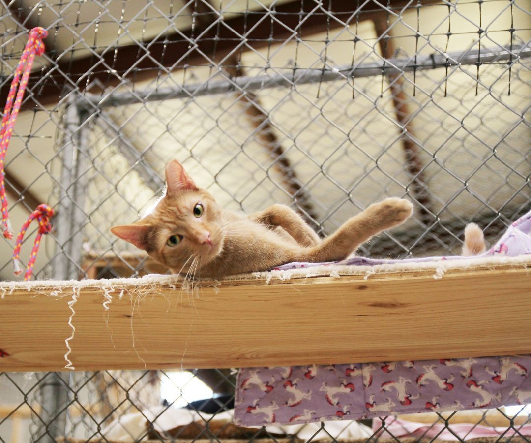 Rusty, an adoptable Tabby in Harrisville, UT, 84404 | Photo Image 3