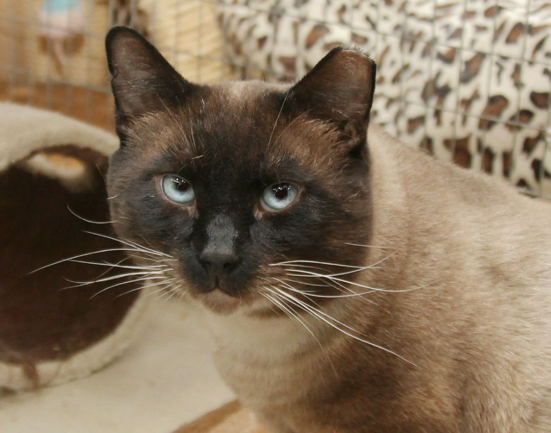 Thai, an adoptable Siamese in Harrisville, UT, 84404 | Photo Image 1