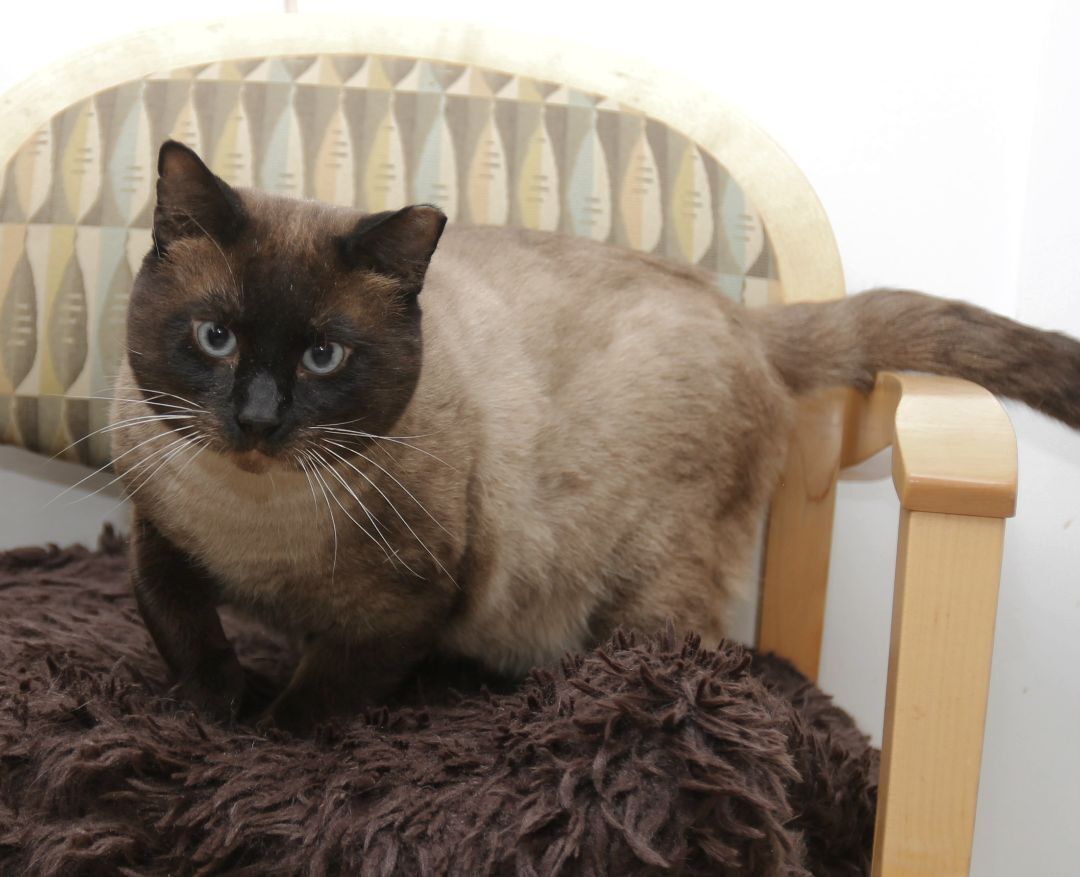 Thai, an adoptable Siamese in Harrisville, UT, 84404 | Photo Image 2