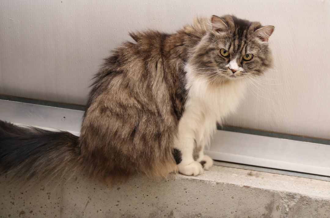 Sunshine, an adoptable Tabby in Harrisville, UT, 84404 | Photo Image 1