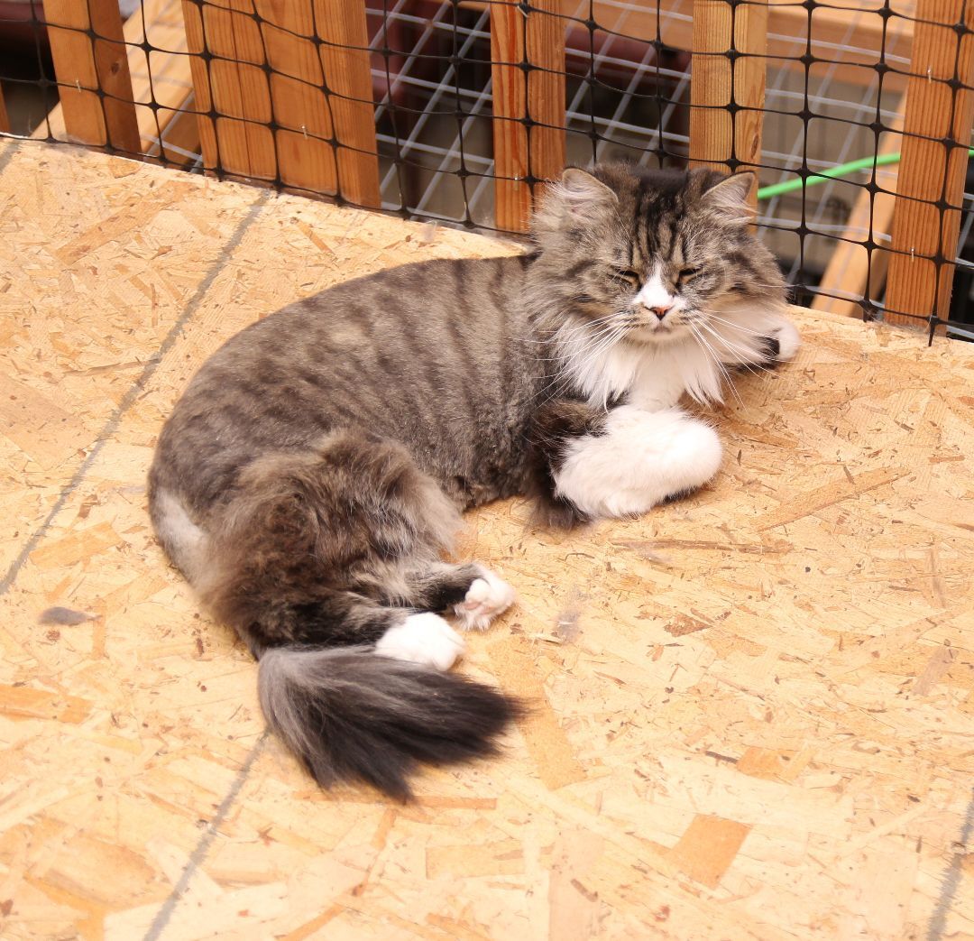 Sunshine, an adoptable Tabby in Harrisville, UT, 84404 | Photo Image 2