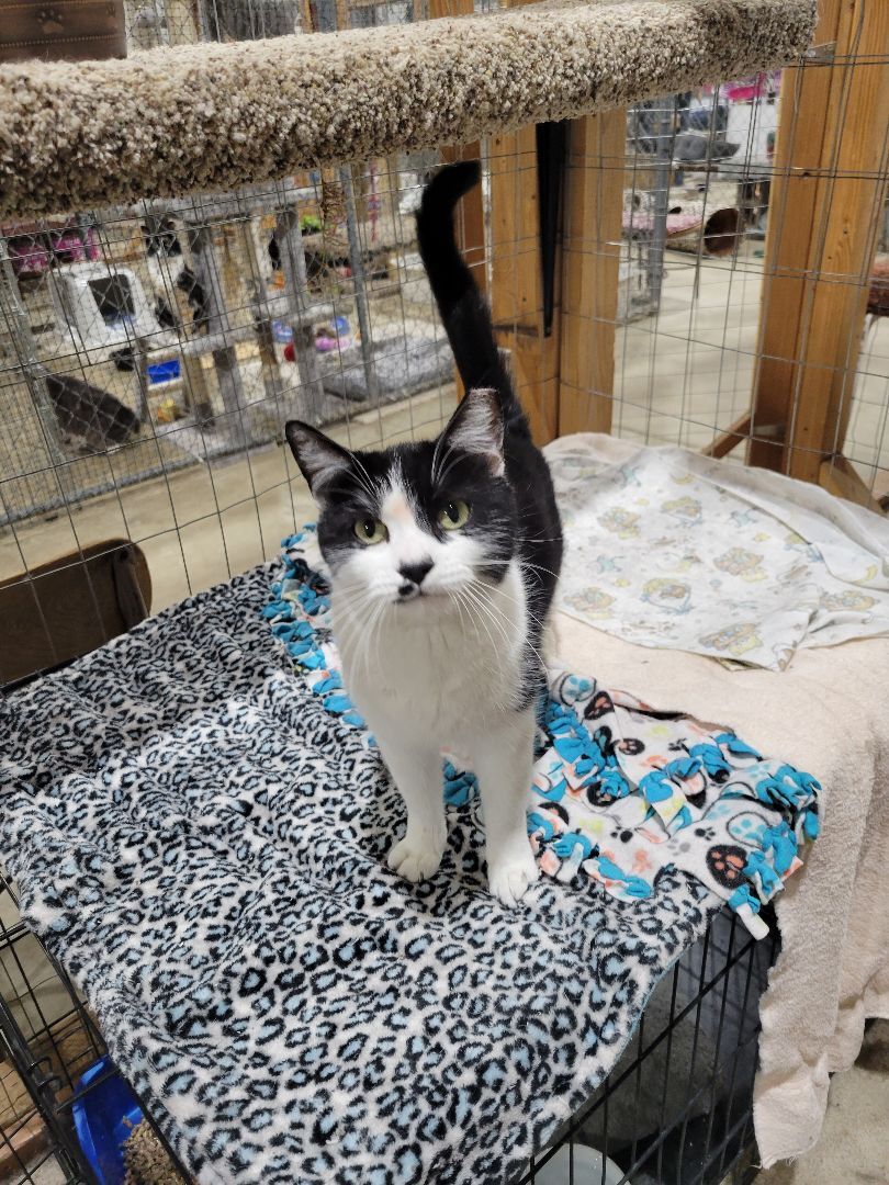 Ruthie, an adoptable Domestic Short Hair in Harrisville, UT, 84404 | Photo Image 1