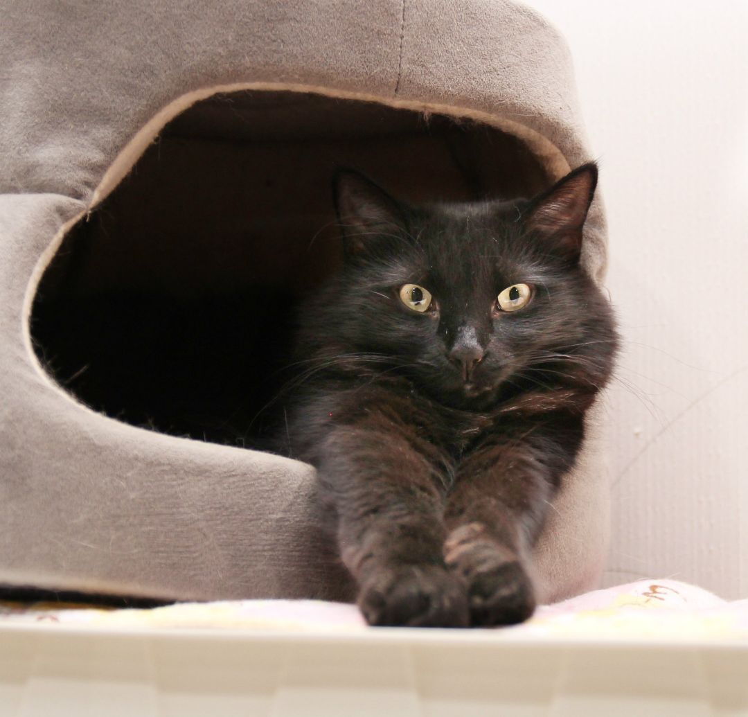 Olivia, an adoptable Domestic Long Hair in Harrisville, UT, 84404 | Photo Image 1