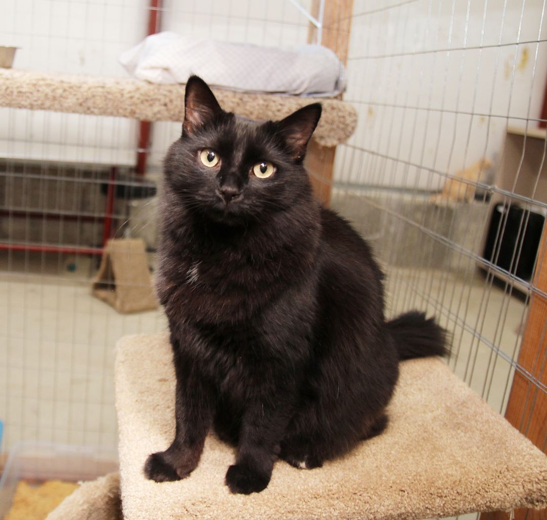 Olivia, an adoptable Domestic Long Hair in Harrisville, UT, 84404 | Photo Image 2