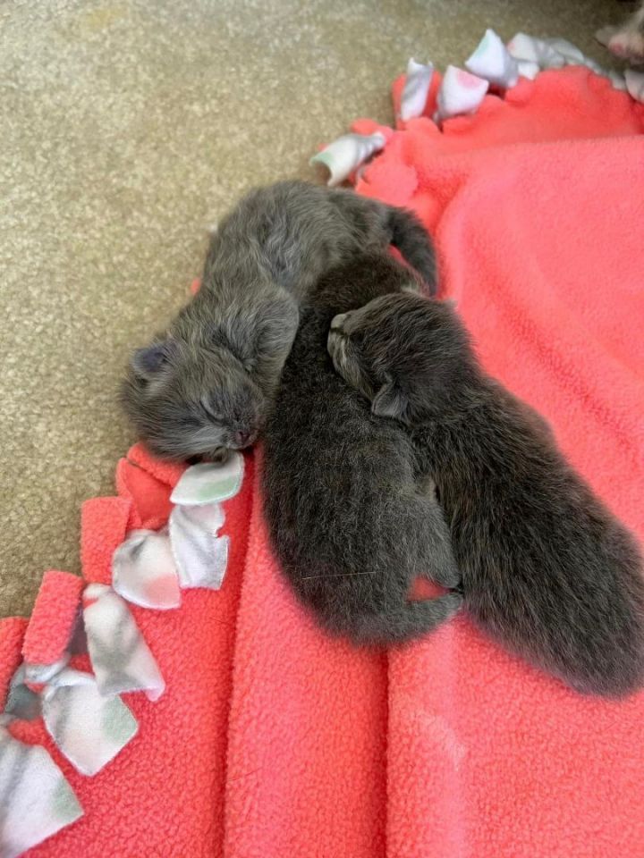 Baby Girl Kittens 4