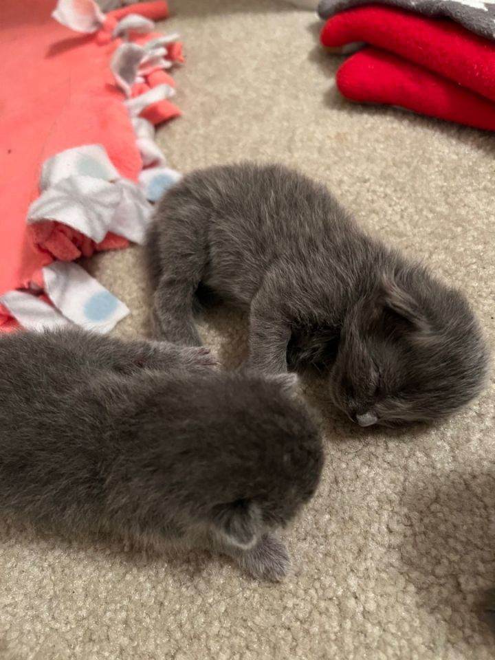 Baby Girl Kittens 6