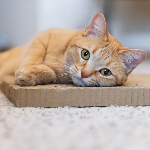 Miss Ginger, an adoptable Domestic Short Hair in Zimmerman, MN, 55398 | Photo Image 2