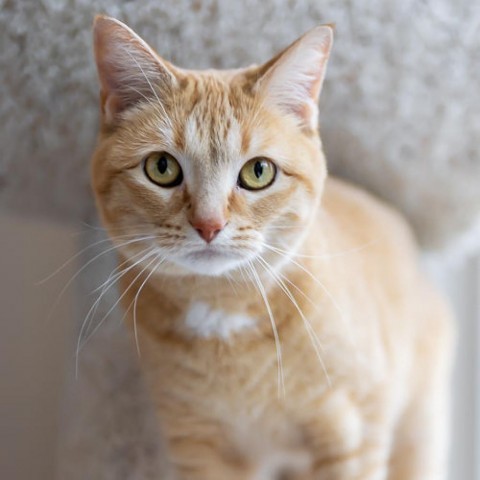 Miss Ginger, an adoptable Domestic Short Hair in Zimmerman, MN, 55398 | Photo Image 4