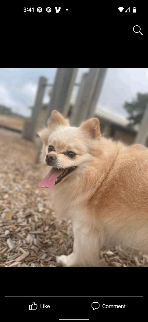 Ryder Boo , an adopted Pomeranian in Spring, TX_image-2
