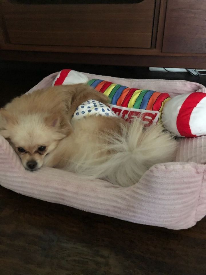 Ryder Boo , an adoptable Pomeranian in Spring, TX_image-3