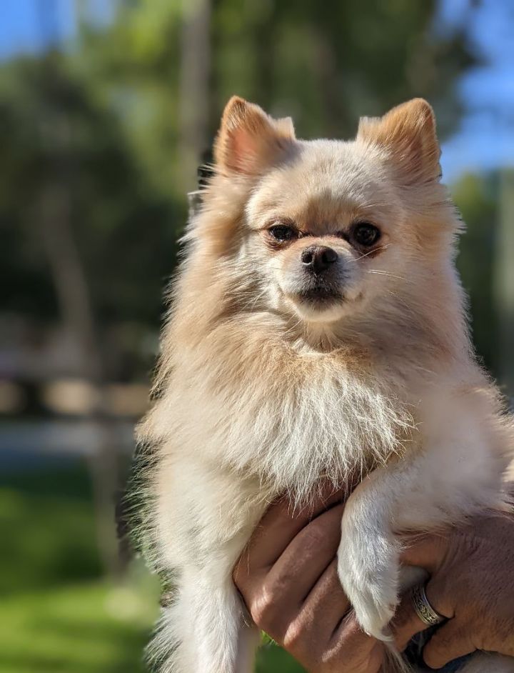 Ryder Boo , an adoptable Pomeranian in Spring, TX_image-5