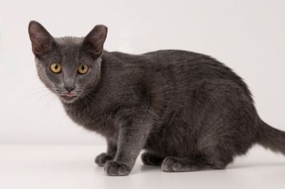 Primary. Grace. Female Gray / Blue / Silver Domestic Short Hair Cat 