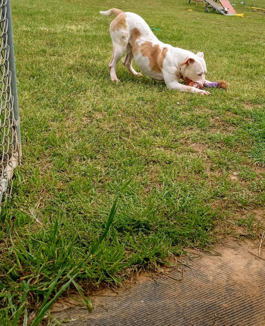 Martina, an adoptable Mixed Breed in Bainbridge, GA, 39819 | Photo Image 1