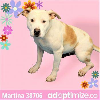 Martina, an adoptable Mixed Breed in Bainbridge, GA, 39819 | Photo Image 2