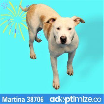 Martina, an adoptable Mixed Breed in Bainbridge, GA, 39819 | Photo Image 3