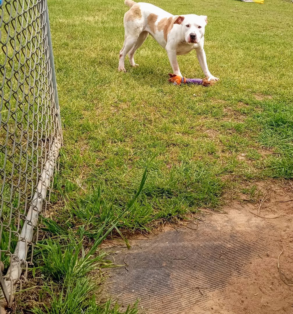 Martina, an adoptable Mixed Breed in Bainbridge, GA, 39819 | Photo Image 4