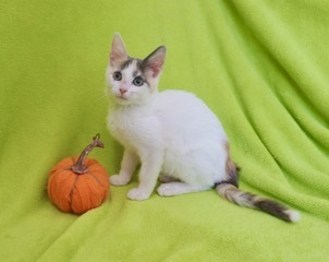 Willow, an adopted Dilute Calico & Turkish Van Mix in Saint Augustine, FL_image-1